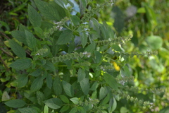 Ocimum americanum